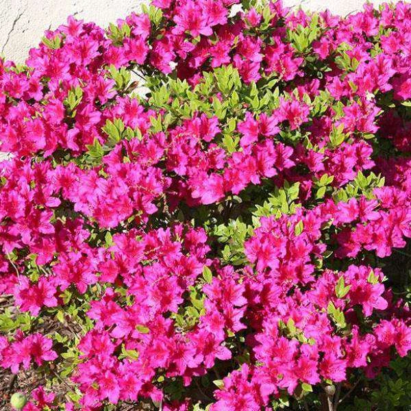 Bay Gardens Azalea 'Girards Fuschia' 3 Bay Gardens Azalea 'Girards Fuschia'