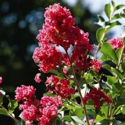 Bay Gardens Crape Myrtle Tuscarora (Pink)