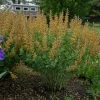 Bay Gardens Baptisia Decadence 'Cherries Jubilee' 1 Bay Gardens Baptisia Decadence 'Cherries Jubilee'