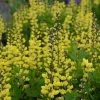 Bay Gardens Deer Resistant Plants Baptisia Decadence 'Lemon Meringue'