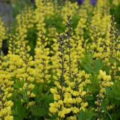 Bay Gardens Deer Resistant Plants Baptisia Decadence 'Lemon Meringue'