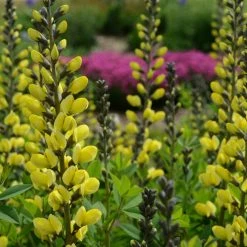 Bay Gardens Deer Resistant Plants Baptisia Decadence 'Lemon Meringue'