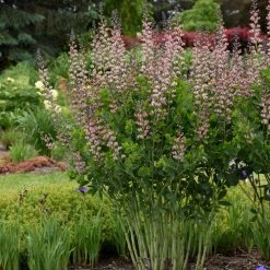 Bay Gardens Baptisia Decadence 'Pink Truffle' Deer Resistant Plants