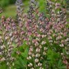 Bay Gardens Baptisia Decadence 'Pink Truffle' Deer Resistant Plants