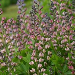Bay Gardens Baptisia Decadence 'Pink Truffle' Deer Resistant Plants