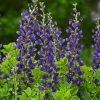 Bay Gardens Baptisia Decadence 'Sparkling Sapphires'