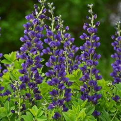 Bay Gardens Baptisia Decadence 'Sparkling Sapphires'