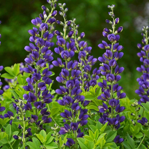 Bay Gardens Baptisia Decadence 'Sparkling Sapphires' 3 Bay Gardens Baptisia Decadence 'Sparkling Sapphires'