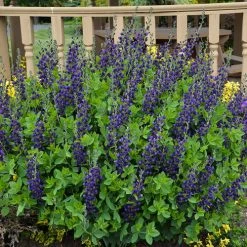 Bay Gardens Baptisia Decadence 'Sparkling Sapphires'