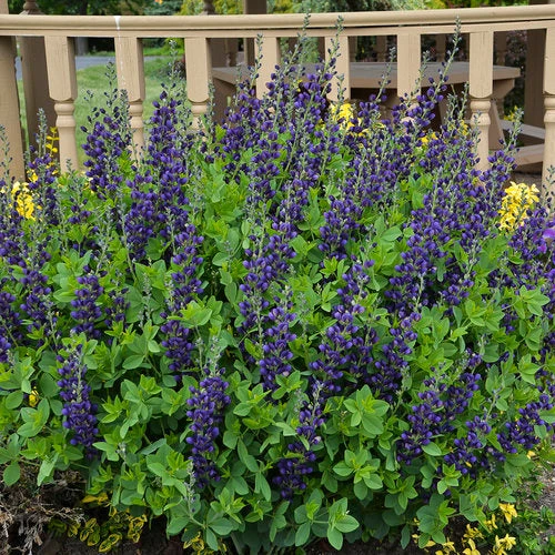 Bay Gardens Baptisia Decadence 'Sparkling Sapphires' 4 Bay Gardens Baptisia Decadence 'Sparkling Sapphires'