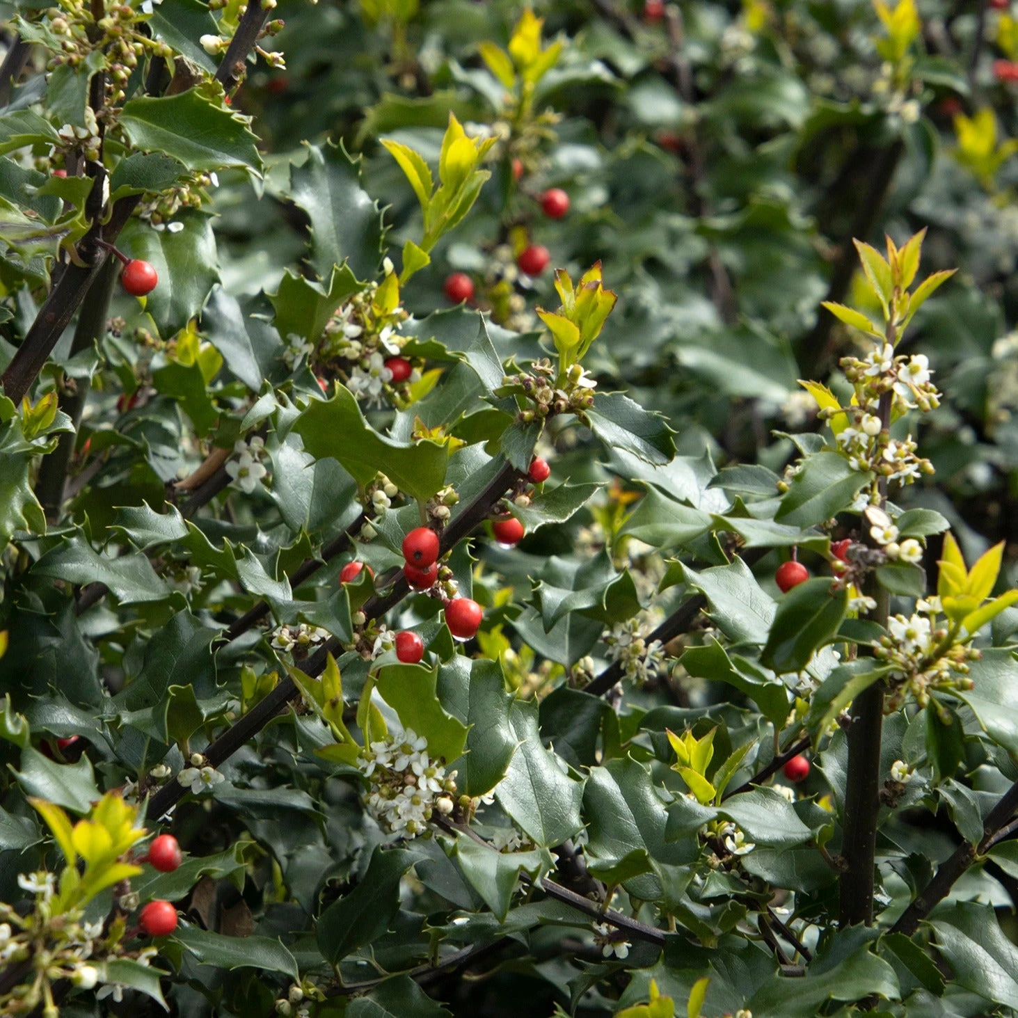 Bay Gardens Holly 'Blue Princess' Evergreen Shrubs 6 Bay Gardens Holly 'Blue Princess' Evergreen Shrubs