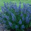 Bay Gardens NY Beyond Midnight® Bluebeard Deer Resistant Plants