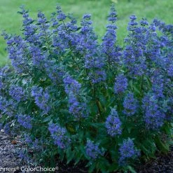 Bay Gardens NY Beyond Midnight® Bluebeard Deer Resistant Plants