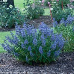 Bay Gardens NY Beyond Midnight® Bluebeard Deer Resistant Plants