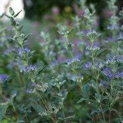Bay Gardens NY Beyond Midnight® Bluebeard Deer Resistant Plants