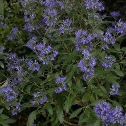 Bay Gardens NY Beyond Midnight® Bluebeard Deer Resistant Plants