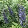 Bay Gardens NY Vitex Agnus-castus 'Blue Diddley®' Flowering Shrubs 2 Bay Gardens NY Vitex Agnus-castus 'Blue Diddley®' Flowering Shrubs
