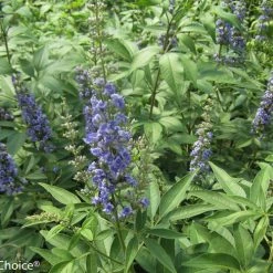 Bay Gardens NY Vitex Agnus-castus 'Blue Diddley®' Flowering Shrubs