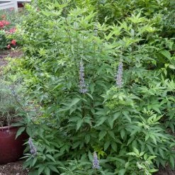Bay Gardens NY Vitex Agnus-castus 'Blue Diddley®' Flowering Shrubs