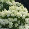 Bay Gardens NY Hydrangea Paniculata 'Bobo®'