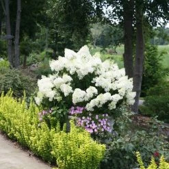 Bay Gardens NY Hydrangea Paniculata 'Bobo®'