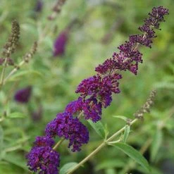Bay Gardens NY Buddleia Davidii 'Black Knight' Deer Resistant Plants