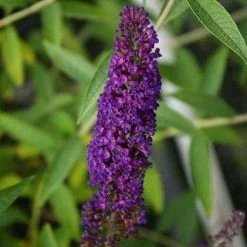 Bay Gardens NY Buddleia Davidii 'Black Knight' Deer Resistant Plants
