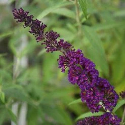 Bay Gardens NY Buddleia Davidii 'Black Knight' Deer Resistant Plants