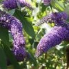 Bay Gardens NY Buddleia Davidii 'Lochinch'