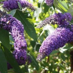 Bay Gardens NY Buddleia Davidii 'Lochinch'