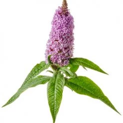 Bay Gardens Buddleia Pugster® 'Amethyst' Deer Resistant Plants