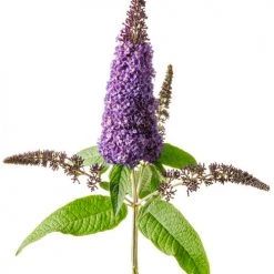 Bay Gardens NY Buddleia Pugster® 'Blue'