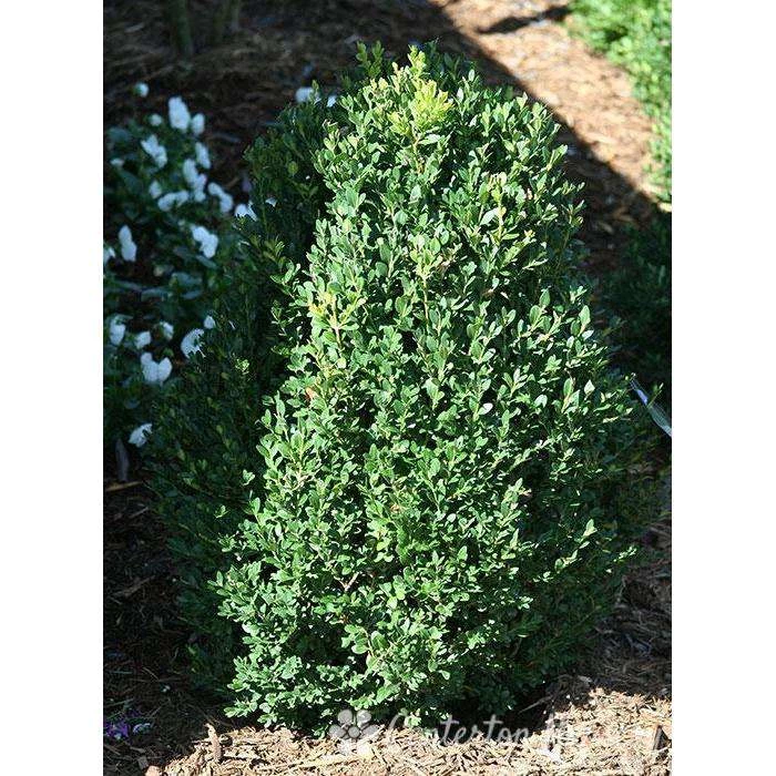 Bay Gardens Boxwood 'Green Mountain' 3 Bay Gardens Boxwood 'Green Mountain'