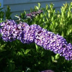 Bay Gardens NY Deer Resistant Plants Buddleia Davidii 'Nanho Blue'