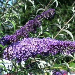Bay Gardens NY Deer Resistant Plants Buddleia Davidii 'Nanho Blue'