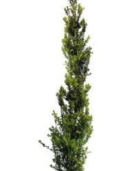 Bay Gardens Boxwood 'Skywalker'