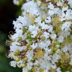 Bay Gardens Shade & Flowering Trees Crape Myrtle Natchez (White)