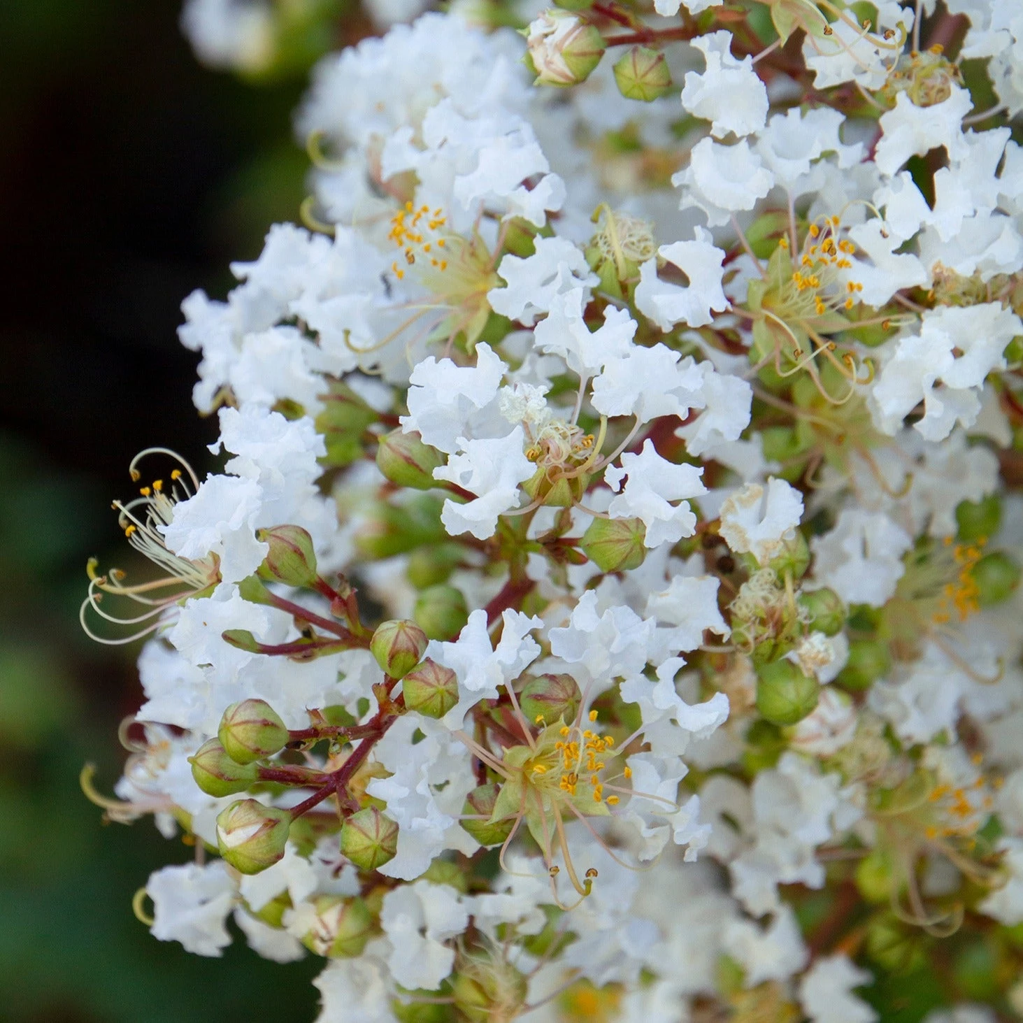 Bay Gardens Shade & Flowering Trees Crape Myrtle Natchez (White) 3 Bay Gardens Shade & Flowering Trees Crape Myrtle Natchez (White)