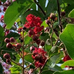 Bay Gardens Shade & Flowering Trees Crape Myrtle Scarlet (Red)