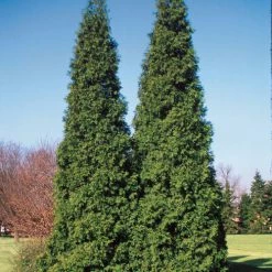 Bay Gardens Arborvitae 'Spring Grove' Privacy Plants