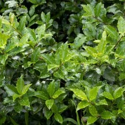 Bay Gardens Holly 'Blue Girl' Evergreen Shrubs 11 Bay Gardens Holly 'Blue Girl' Evergreen Shrubs