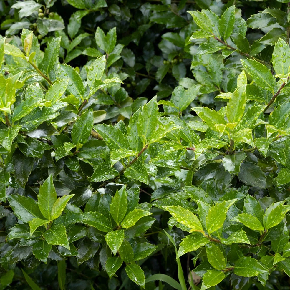 Bay Gardens Holly 'Blue Girl' Evergreen Shrubs 7 Bay Gardens Holly 'Blue Girl' Evergreen Shrubs