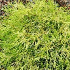 Bay Gardens NY Gold Thread Cypress