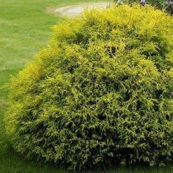 Bay Gardens NY Gold Thread Cypress