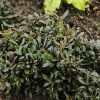 Bay Gardens Ajuga 'Chocolate Chip Bugleweed' Deer Resistant Plants
