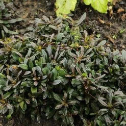 Bay Gardens Ajuga 'Chocolate Chip Bugleweed' Deer Resistant Plants