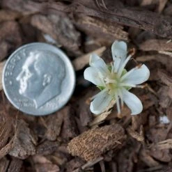 Bay Gardens NY Clethra Summersweet Vanilla Spice® Deer Resistant Plants