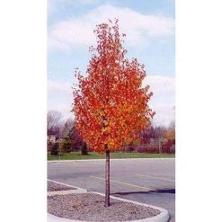 Bay Gardens NY Shade & Flowering Trees Flowering Pear Tree - 'Cleveland Select' 7 Bay Gardens NY Shade & Flowering Trees Flowering Pear Tree - 'Cleveland Select'