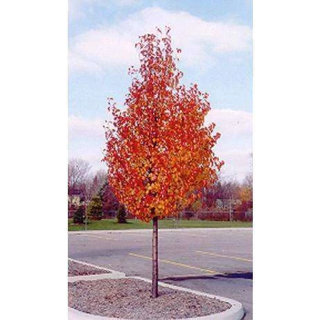 Bay Gardens NY Shade & Flowering Trees Flowering Pear Tree - 'Cleveland Select' 5 Bay Gardens NY Shade & Flowering Trees Flowering Pear Tree - 'Cleveland Select'