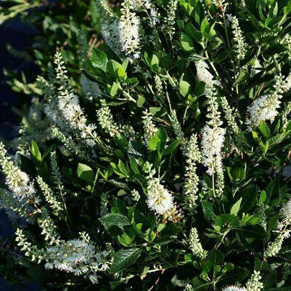 Bay Gardens NY Clethra Alnifolia - Summersweet Deer Resistant Plants 4 Bay Gardens NY Clethra Alnifolia - Summersweet Deer Resistant Plants